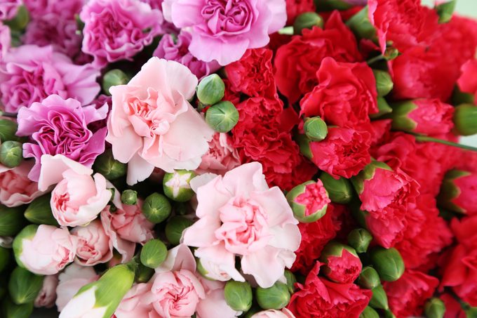 bunch of pink and red carnations