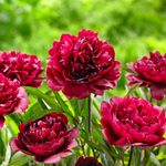 Top 10 Bold Burgundy Perennial Flowers