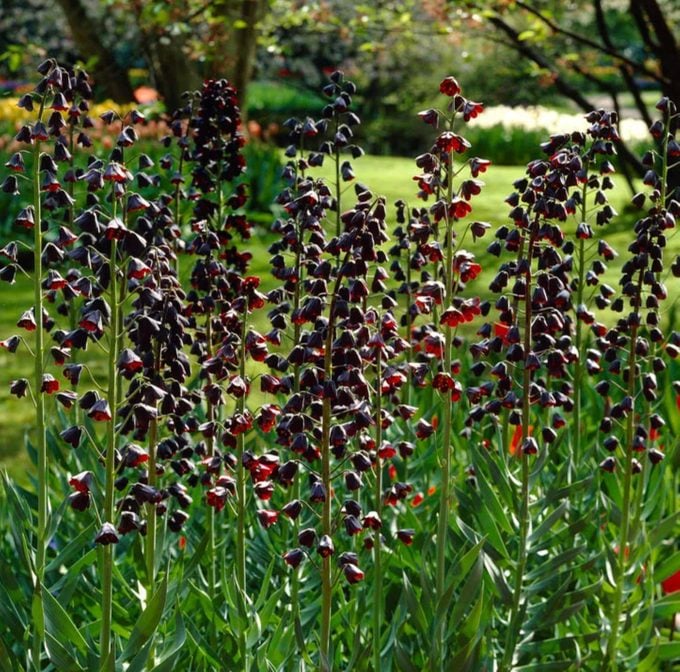 Persian Lily, black plants