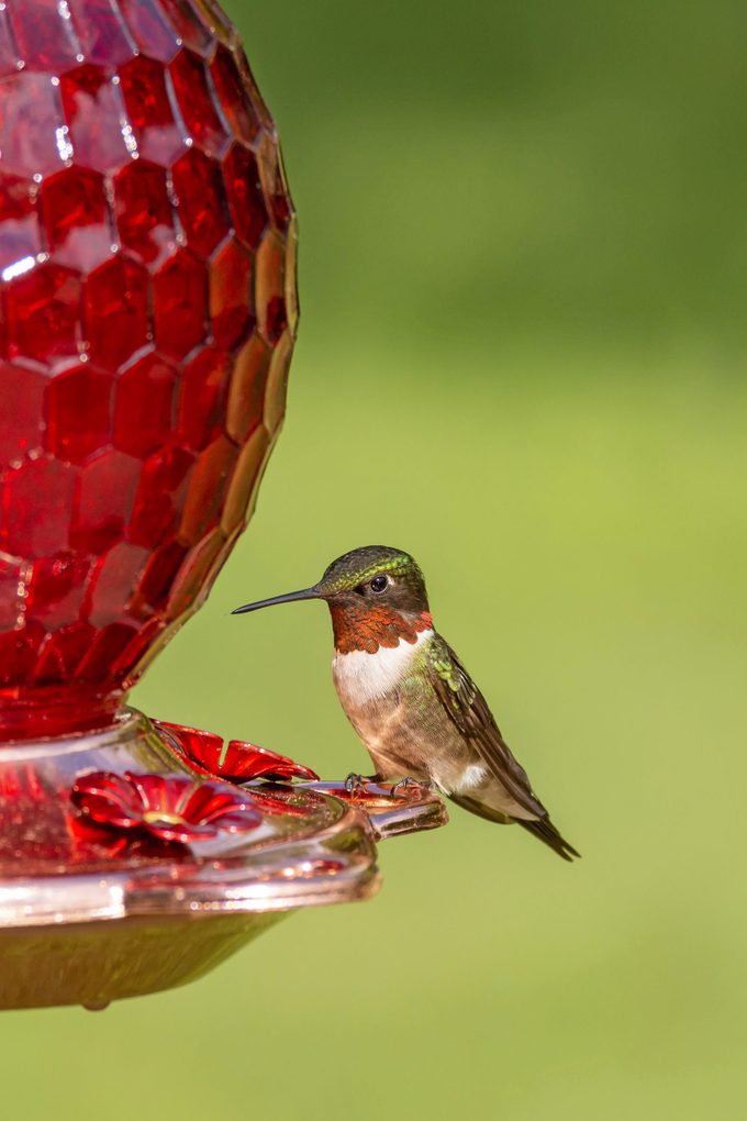 A male ruby-throated hummingbird sits at a sugar-water feeder waiting to take a sip.