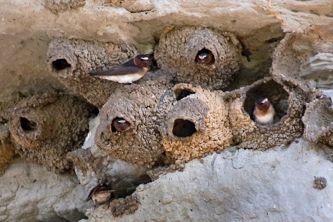 swallows nest Swllowcliff016fjbergquist
