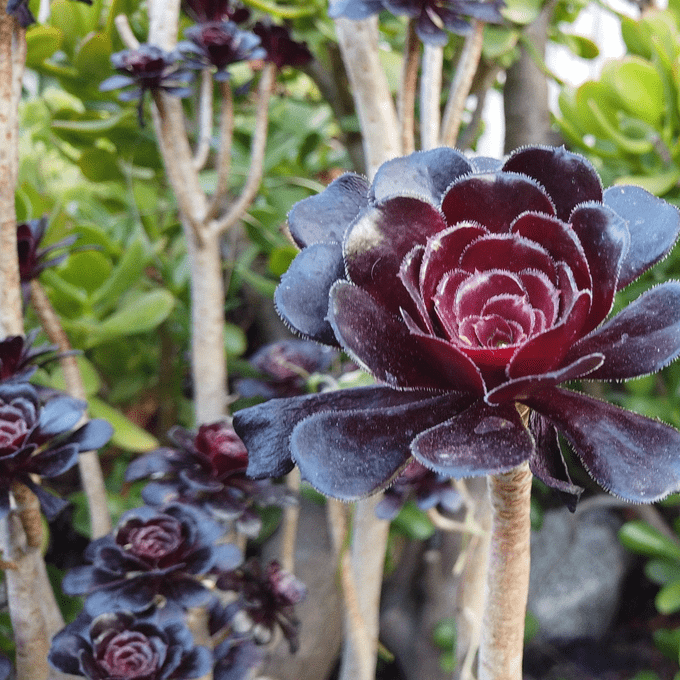 Zwartkop Aeonium, black plants