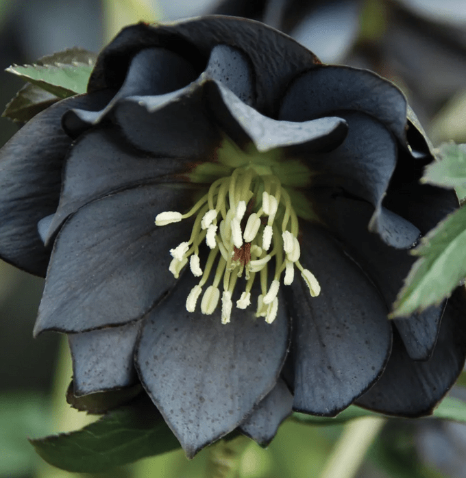black hellebore plant