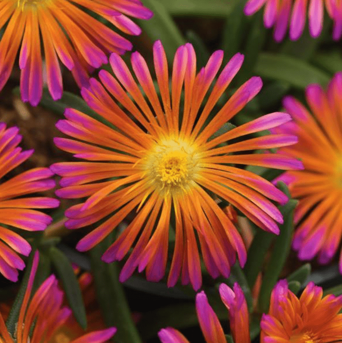 Screen Shot 2022 06 22 At 12.01.46 Pm, flowering perennials