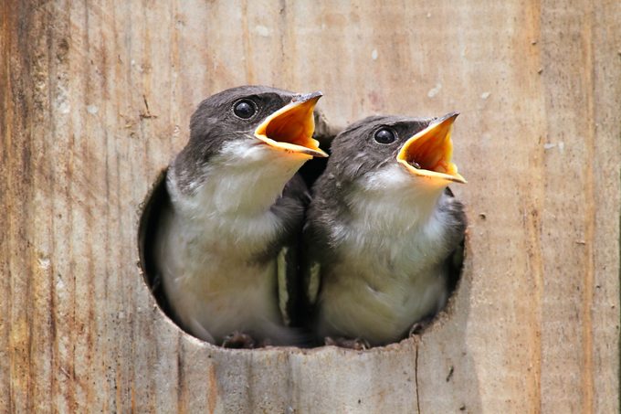 tree swallows nest