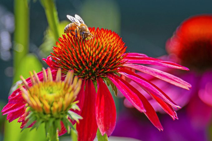 A bee collects pollen from a hot pink coneflower.