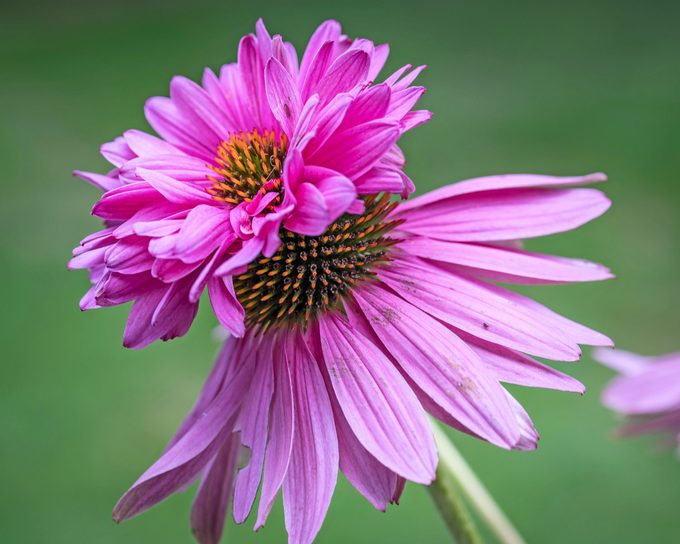 Double Decker coneflowers grow a secondary row of petals out of their centers.