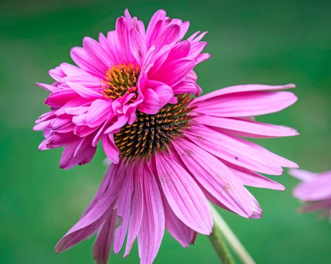 Double Decker coneflowers grow a secondary row of petals out of their centers.