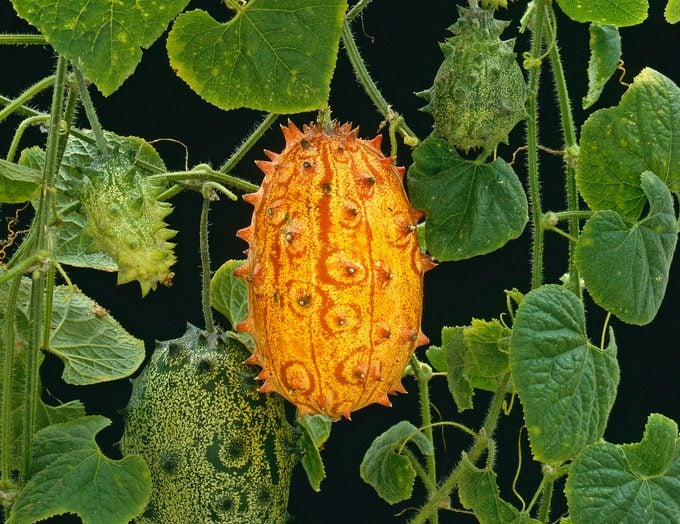 A horned melon plant with broad leaves and several fruit on the vine.