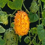 What Are Horned Melons and How to Grow Them