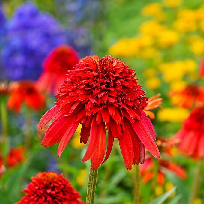 Hot Papaya coneflowers offer mounds of fire engine red color.