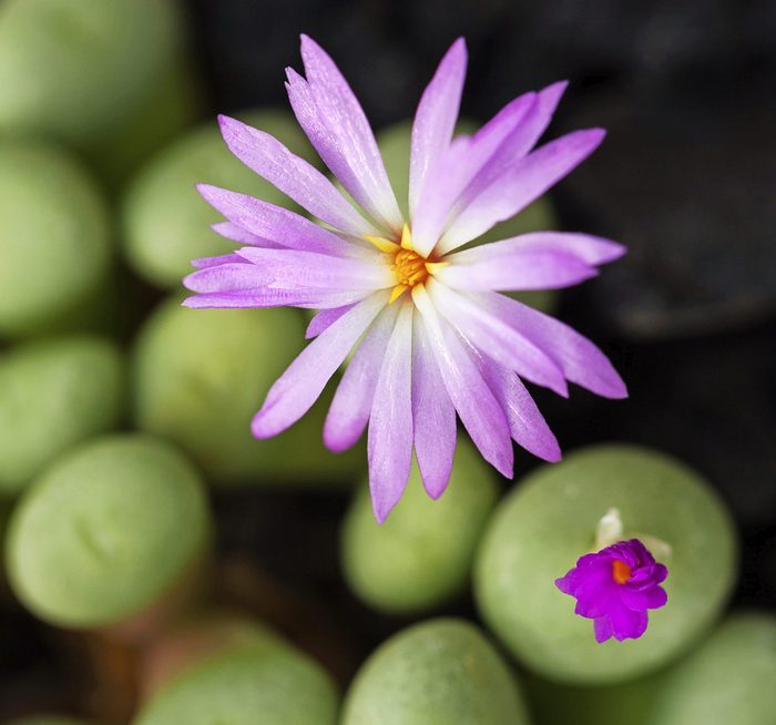 Lithop Plant With Purple Flower