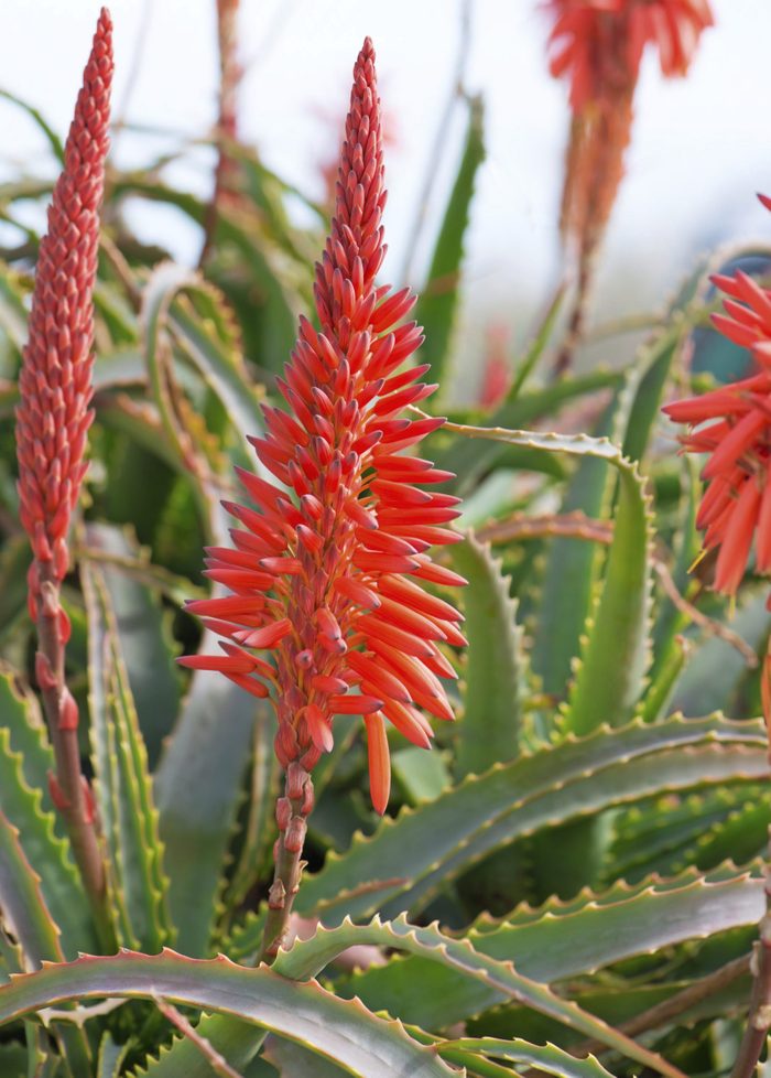 Aloe Arborescens Flowering, flowering succulents