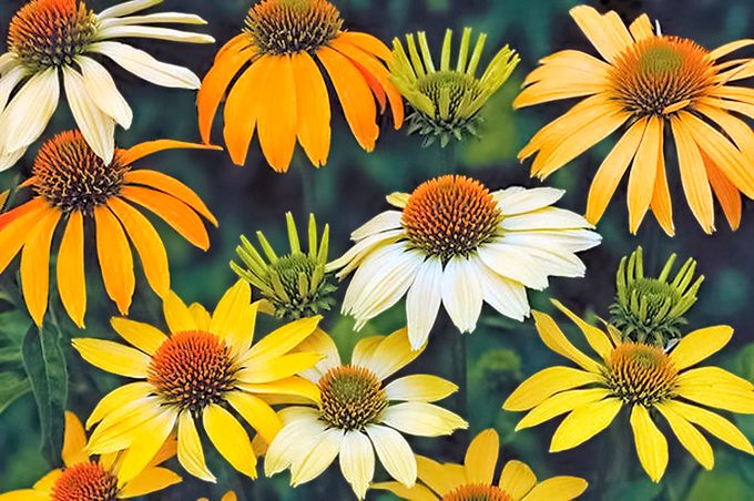 A group of Mellow Yellow coneflowers, which come in orange, white, yellow or green.