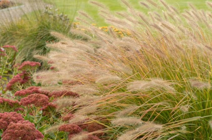 Ornamental Grass, low maintenance perennials