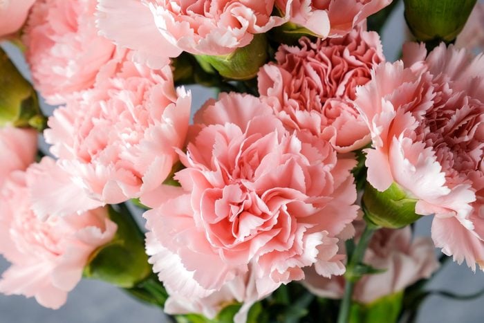 Pink Carnations For January Birthday Gettyimages 1084358822
