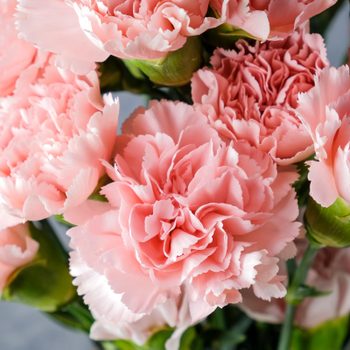 Pink Carnations For January Birthday Gettyimages 1084358822