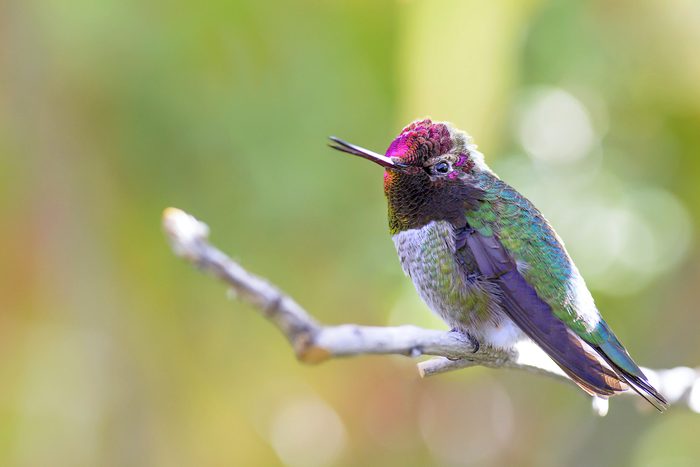 hummingbird sounds