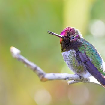 hummingbird sounds