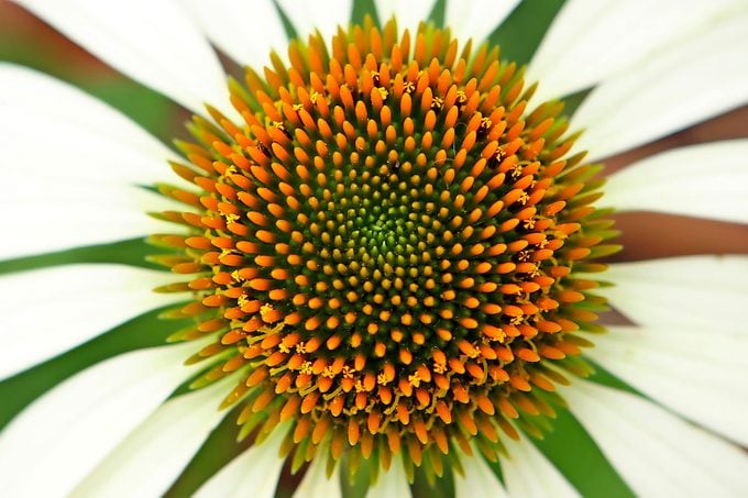 A close up of a White Swan Coneflower with an orange center and crisp white petals.