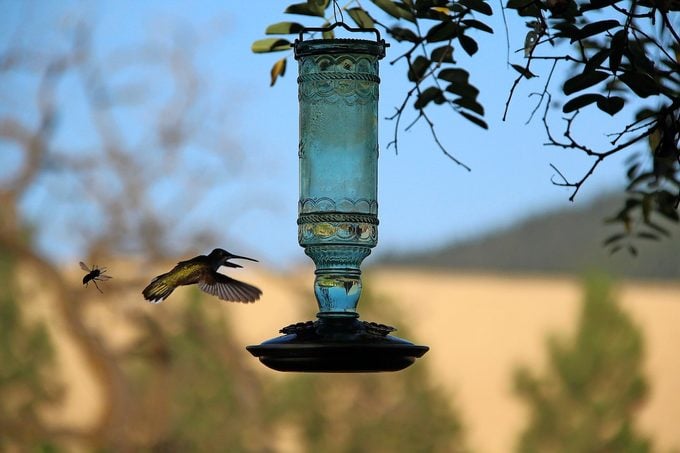 how to clean hummingbird feeder