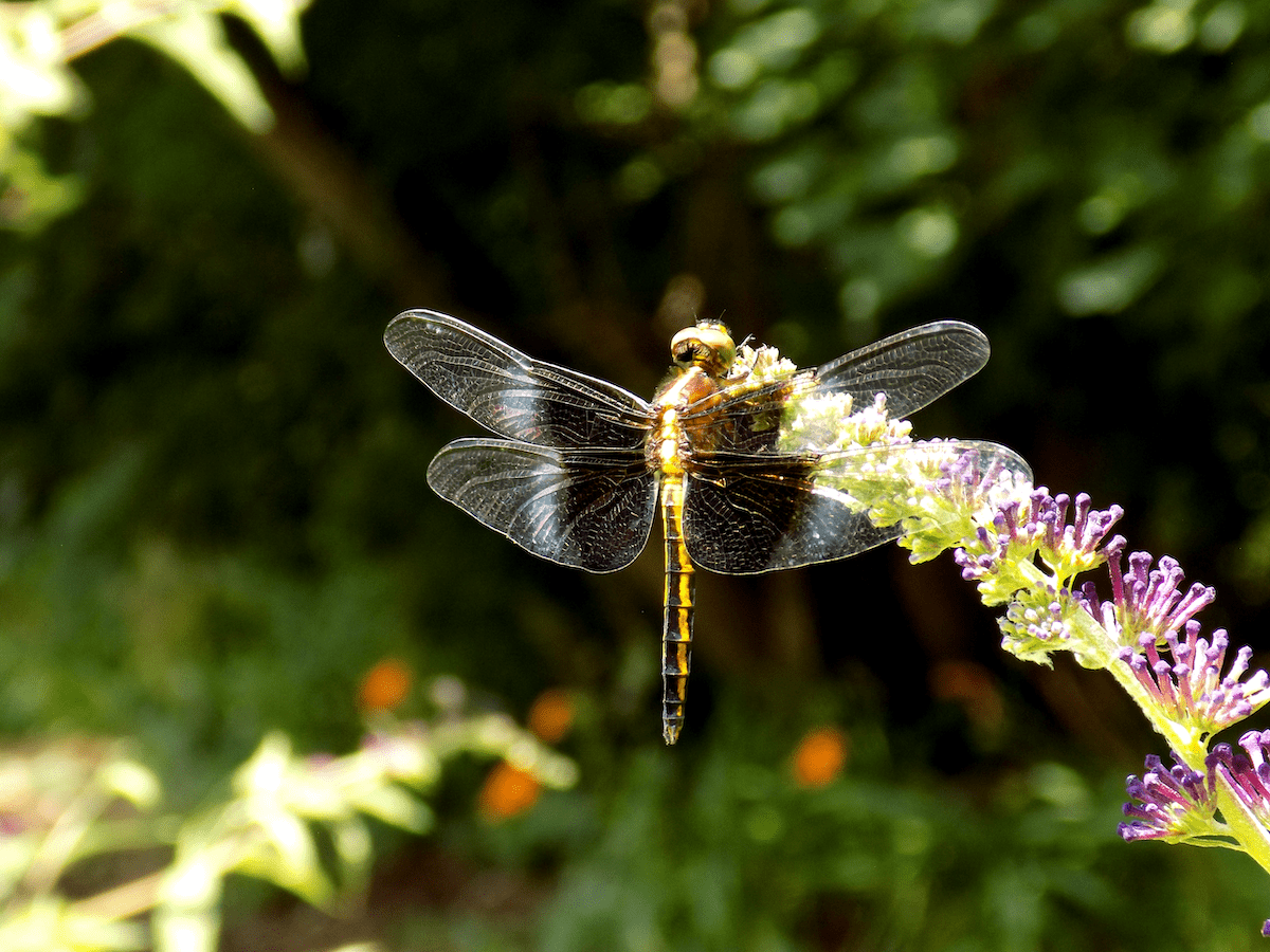 dragonfly facts