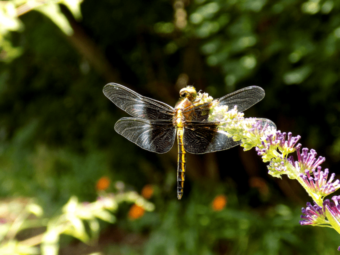 dragonfly facts