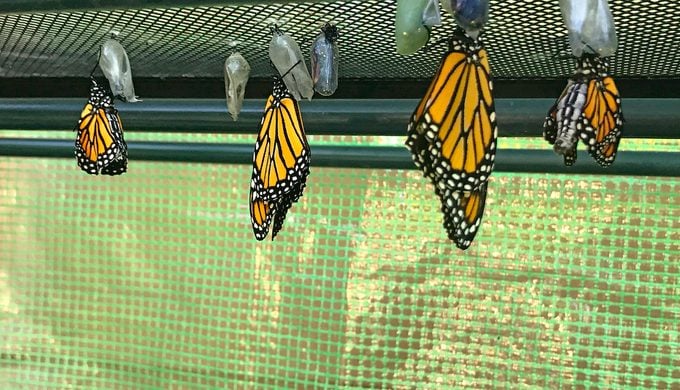 Monarch butterflies emerge from their chrysalises