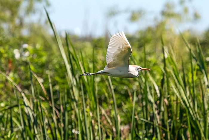 Cattle Egret In Flight, white bird