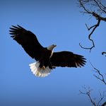 20 Stunning and Inspiring Bald Eagle Pictures
