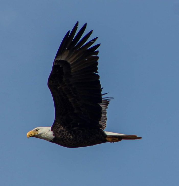 bald eagle pictures