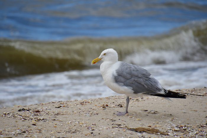 herring gull, white bird