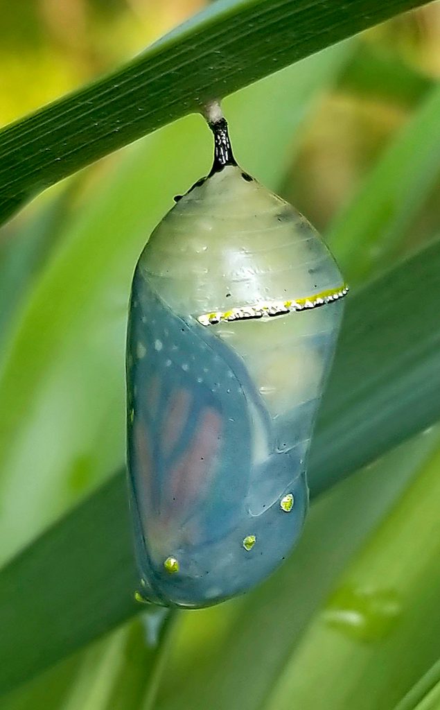 Monarch butterfly in chrysalis
