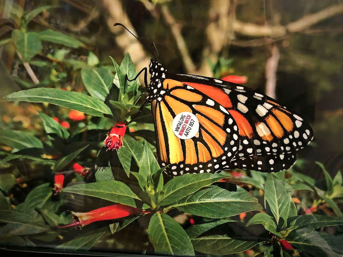 Monarch Butterfly Kits to Raise Baby Caterpillars into Butterflies
