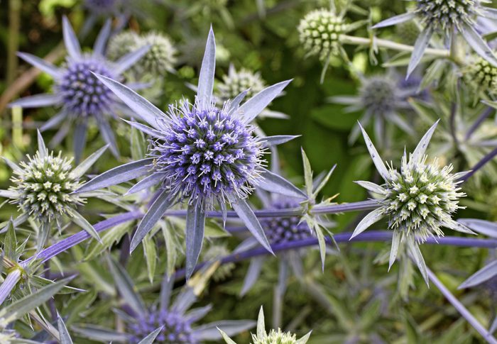 Amethyst sea holly is a spiky purple flower with an orb-like center.