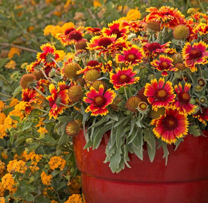 water wise plants, Arizona Sun blanket flower blooming in a red pot.