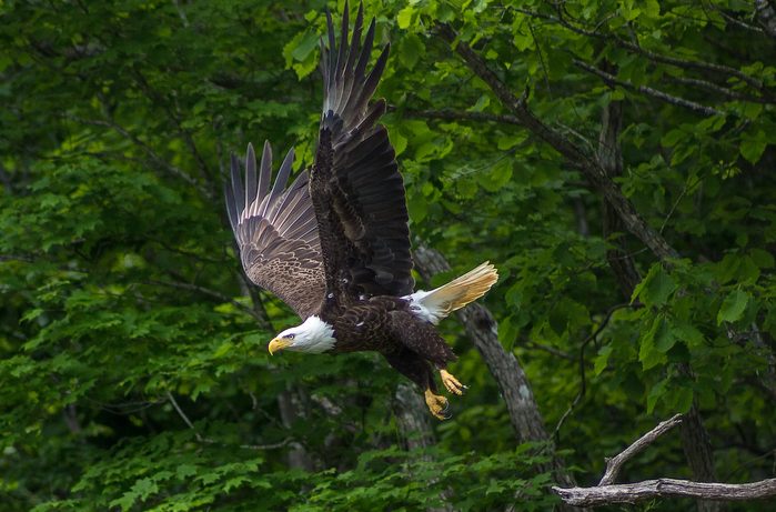 bald eagle pictures
