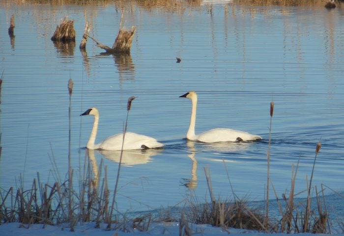 white bird trumpeter swan