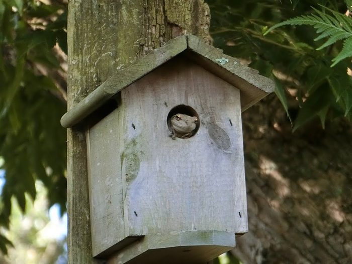 Sometimes You Get Unexpected Visitors To Your Birdhouse!