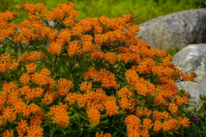 water wise plants, A grouping of butterfly weed shines with bright orange flower clusters.
