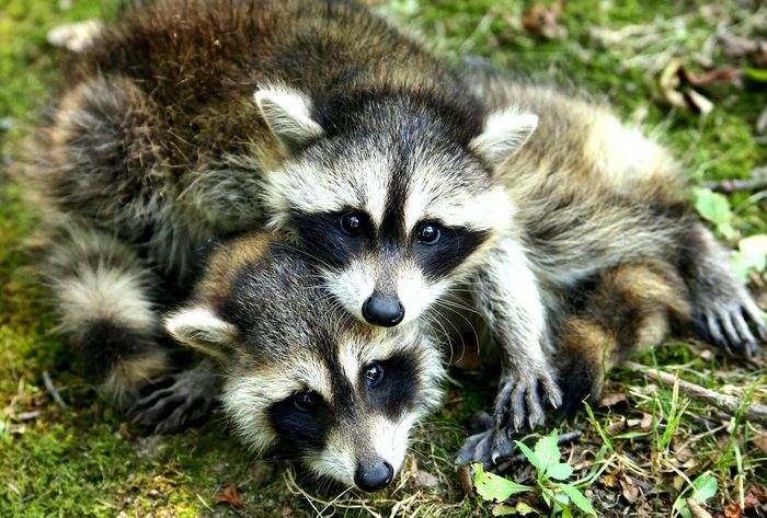 funny raccoon pictures
