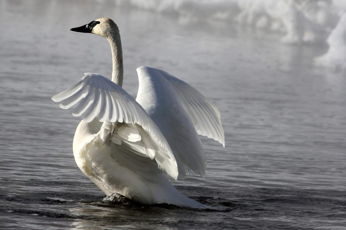 tundra swan, white bird