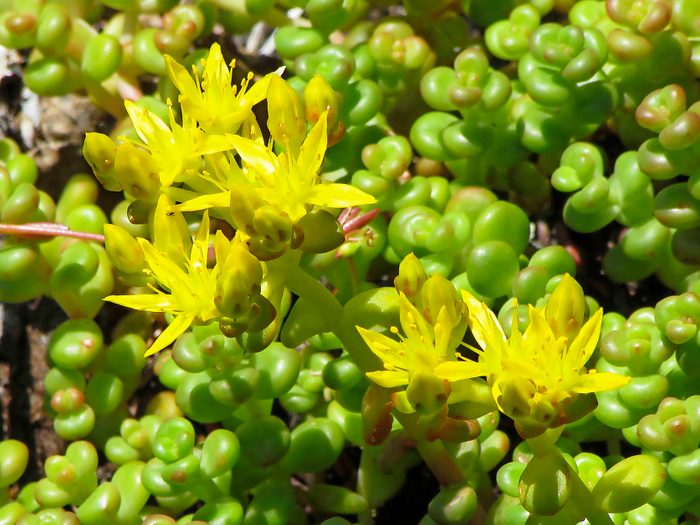 water wise plants, Cascade stonecrop is a sedum with pearl-like green leaves and bright yellow flowers.