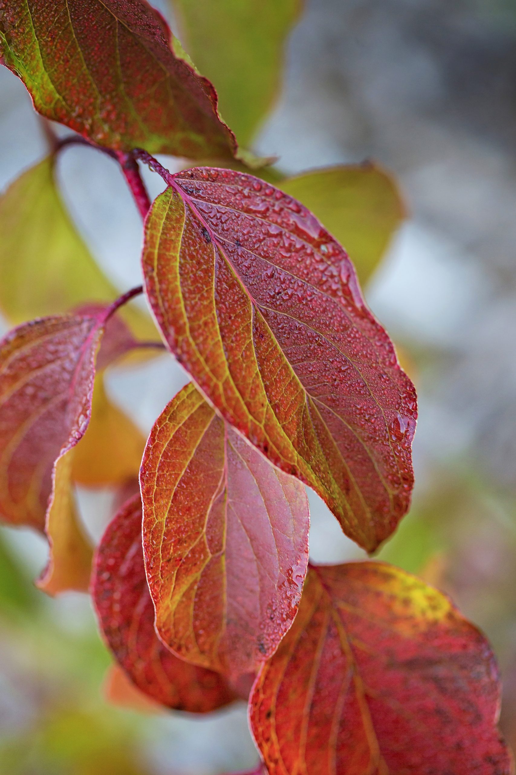 Image of Silky dogwood leaves in fall