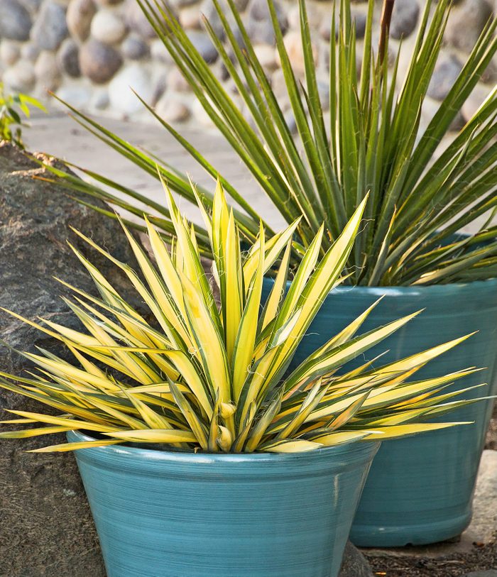 water wise plants, Color Guard Adam's needle is a yucca with wide yellow stripes.