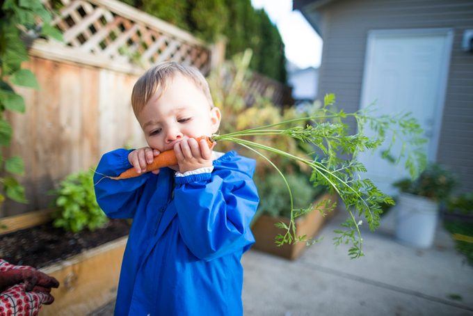 Baby boy eating carrot from vegetable garden