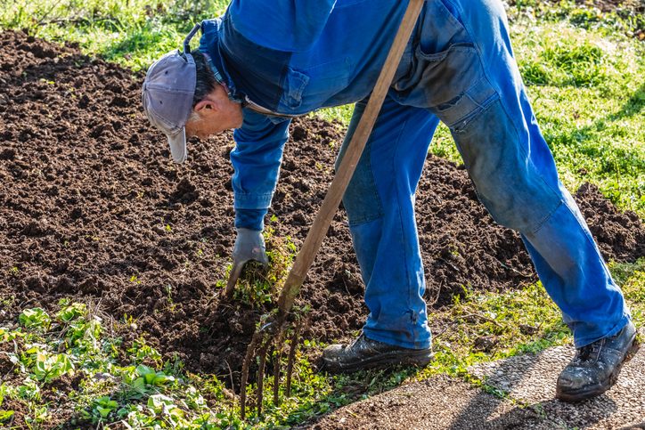 Senior Male Farmer in Coveralls Picking Weeds and Preparing Garden to Plant Plants - Stock Photo
