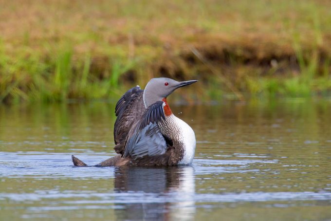 Red-throated loon. red-throated diver (Gavia stellata) in breeding plumage swimming and flapping its wings in lake in summer