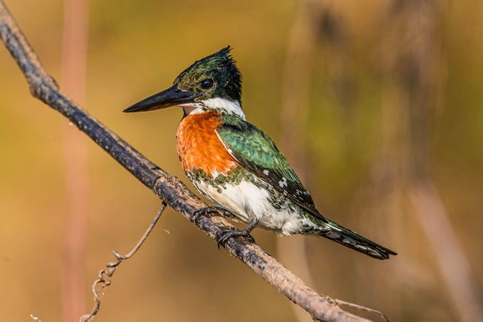 The green kingfisher (Chloroceryle americana) occurs from southern Texas in the USA south through Central and South America to central Argentina. Found in the Pantanal of Brazil.