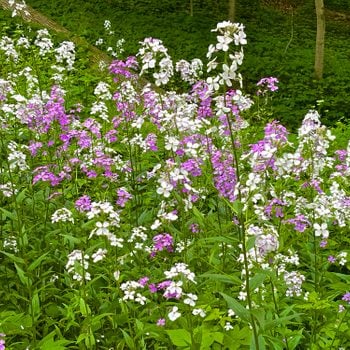 invasive plants, Dame's Rocket growing wildly in early June